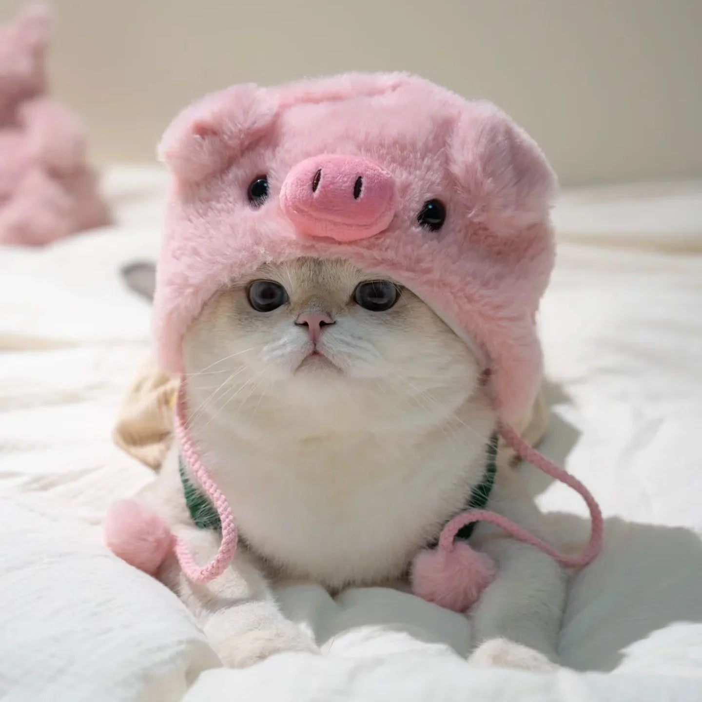 Funny Cat Headgear